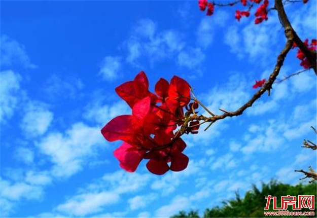 五彩缤纷美家园 花团锦簇迎嘉宾——九房网