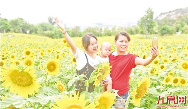到翔安香山看向日葵花海 国庆期间将开得更盛——九房网