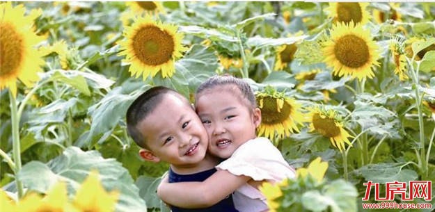 翔安香山:50亩向日葵激情绽放 高颜值为国庆献礼——九房网 翔安香山:50亩向日葵激情绽放 高颜值为国庆献礼——九房网