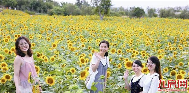 翔安香山:50亩向日葵激情绽放 高颜值为国庆献礼——九房网 翔安香山:50亩向日葵激情绽放 高颜值为国庆献礼——九房网