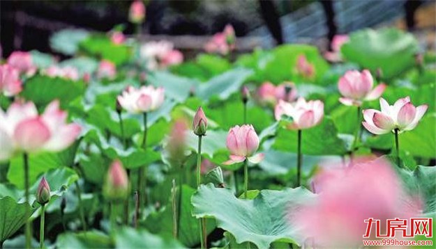 万里晴空“花海”金浪刷爆朋友圈 揭秘花海背后的故事——九房网