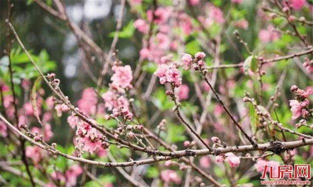 万里晴空“花海”金浪刷爆朋友圈 揭秘花海背后的故事——九房网