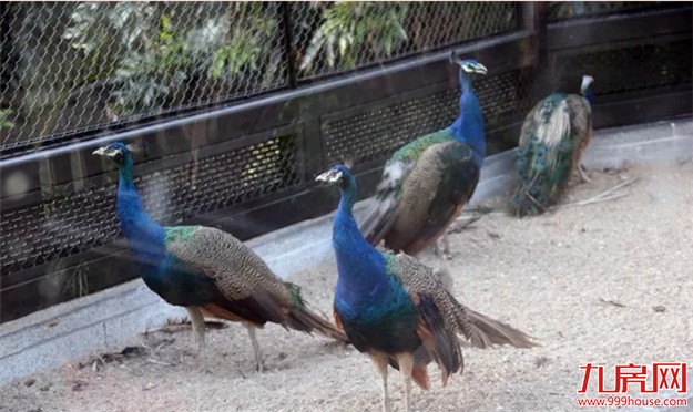 中山公园动物园重新开放 市民:宽敞干净环境更好了——九房网