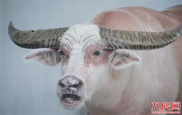 中山公园动物园重新开放 市民:宽敞干净环境更好了——九房网