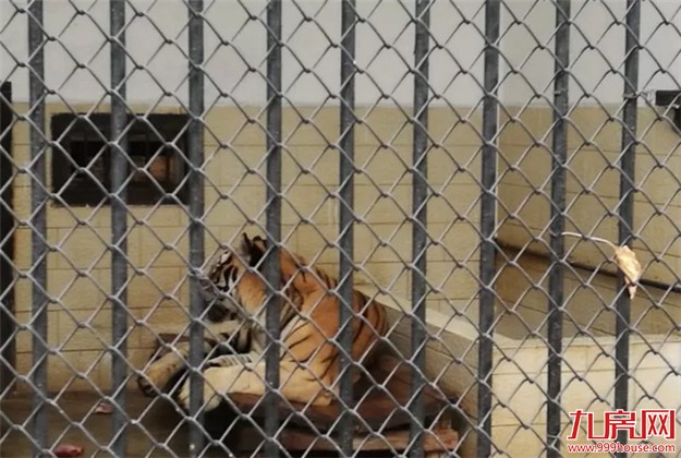 中山公园动物园重新开放 市民:宽敞干净环境更好了——九房网