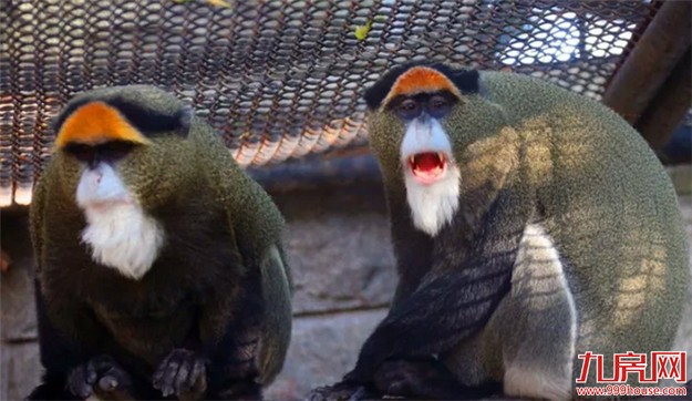 中山公园动物园重新开放 市民:宽敞干净环境更好了——九房网