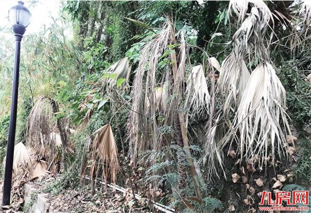 鼓浪屿笔山公园草木枯公厕脏 相关部门：正在接洽移交工作——九房网