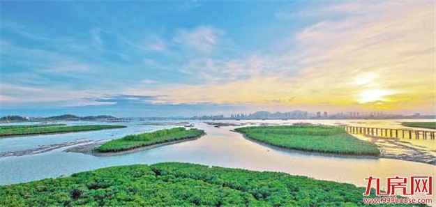 翔安红树林湿地获央视点赞 将成厦最大滨海湿地公园——九房网 翔安红树林湿地获央视点赞 将成厦最大滨海湿地公园——九房网