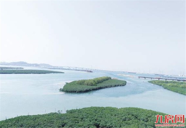 同安湾的下潭尾将成为厦门最大红树林生长片区——九房网