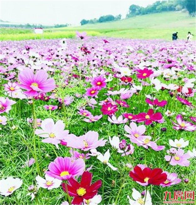 游烂漫花海享明媚春光 海沧一年四季可看花赏景——九房网