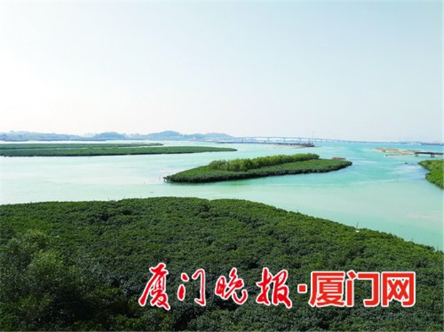 厦门最大湿地公园预计明年完工 今年计划种植580亩红树林——九房网