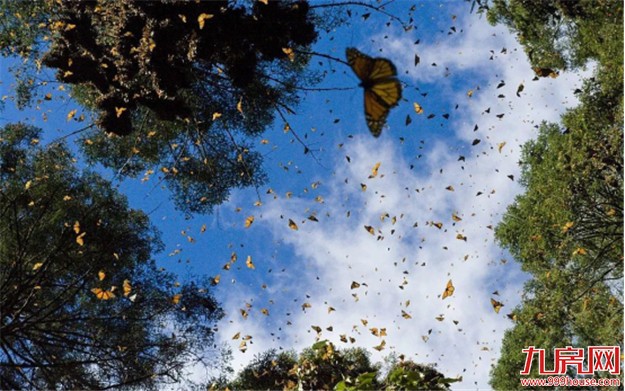 我市小长假共接待国内外游客133.12万人次 短途自助游占主流——九房网