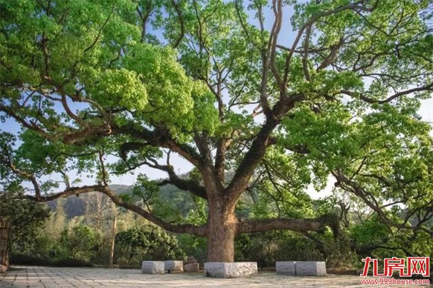 山遇家宴｜母亲节，在山境里邂逅“妈妈的味道”——九房网