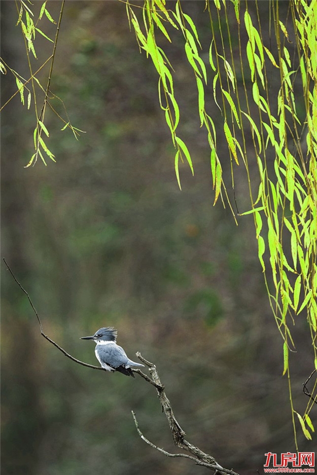 初夏依旧，莺啼闻翠柳——九房网