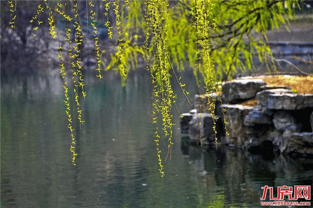 初夏依旧，莺啼闻翠柳——九房网