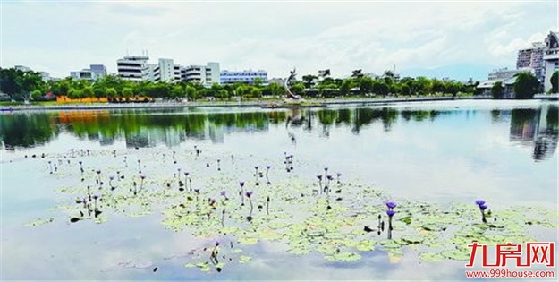 集美日东湖水体生态修复 水环境得到改善美丽蜕变——九房网
