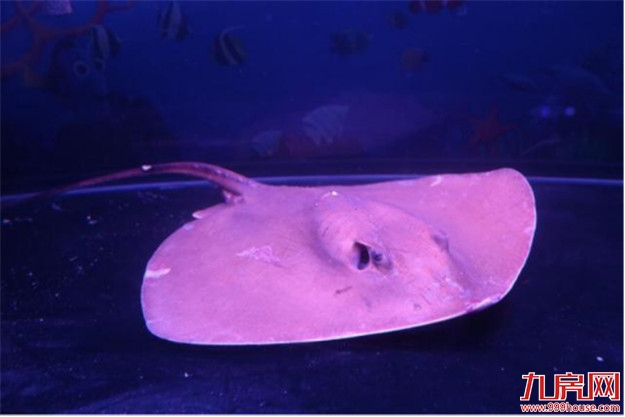 像一棵海草海草，在深海里舞蹈~——九房网