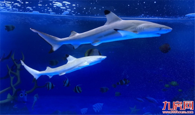 像一棵海草海草，在深海里舞蹈~——九房网