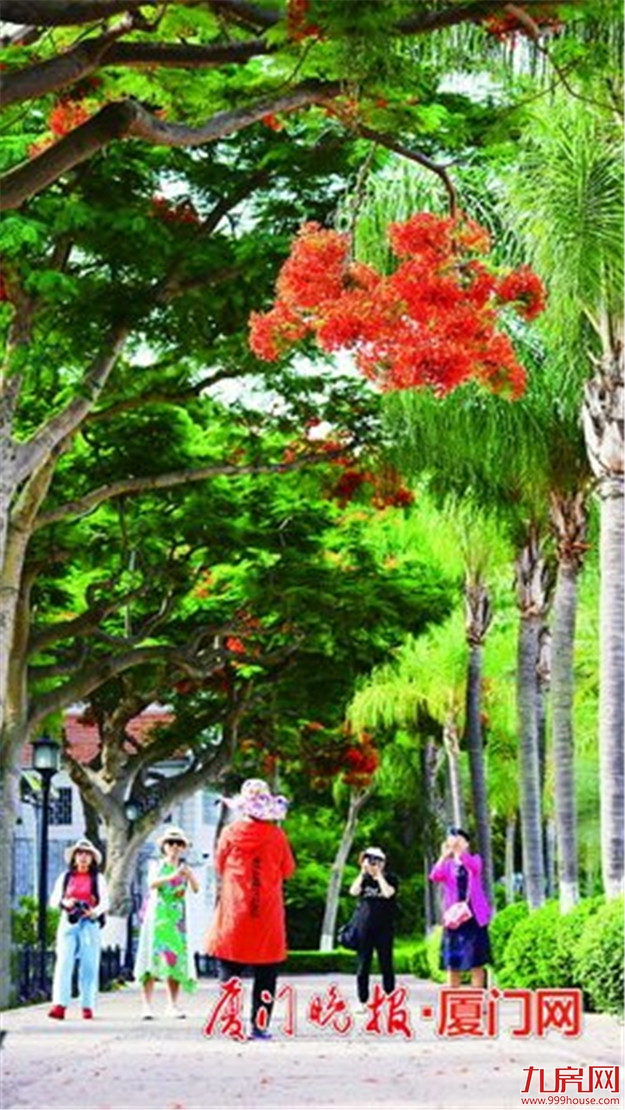 厦门绿化工作方案提出 今年绿地率力争达到39.5%——九房网