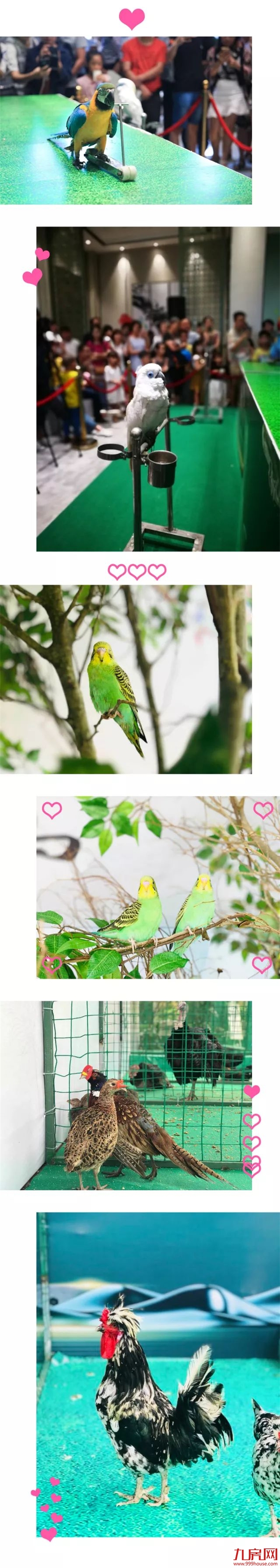 全城惊艳：百鸟王国空降富力·凤凰谷，刷新夏日展会热度！——九房网