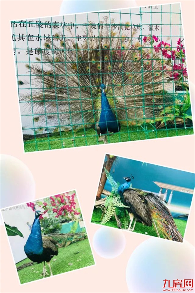 全城惊艳：百鸟王国空降富力·凤凰谷，刷新夏日展会热度！——九房网