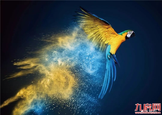 禹洲·嘉誉府 | 周末全家福利 “皇家大马戏”即将嗨翻安溪！——九房网