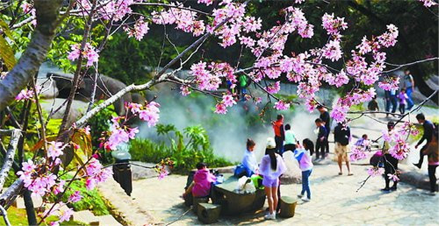 大屏山公园内的广州樱正值盛花期 吸引众多市民游客——九房网