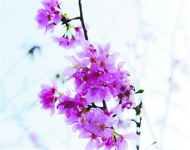 大屏山公园内的广州樱正值盛花期 吸引众多市民游客——九房网