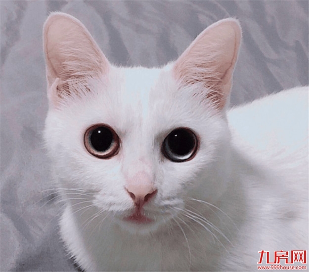 厦门龙湖冠寓丨实名羡慕这届青年，这大概就是我想要的生活吧——九房网