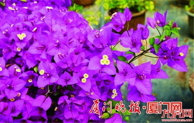  厦门市园林植物园培育出三角梅新品种 味似香妃茶花——九房网