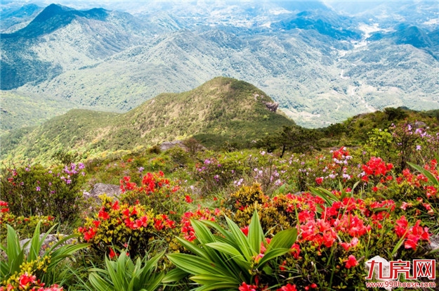 重磅！从福州到厦门，以后有森林步道可以走了！——九房网