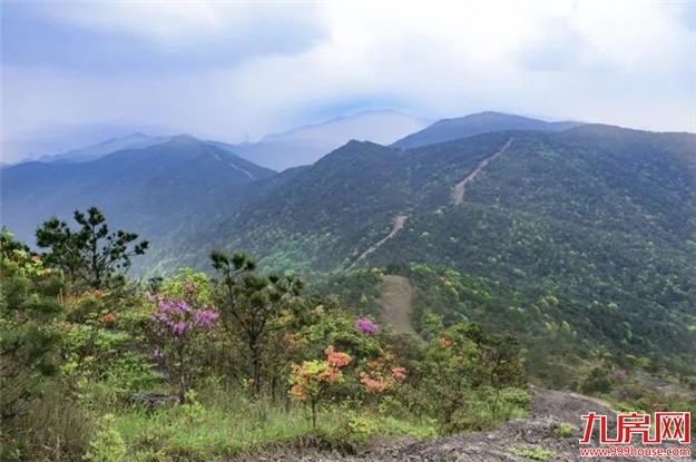 重磅！从福州到厦门，以后有森林步道可以走了！——九房网