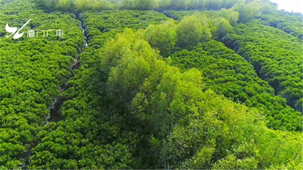 火力全开!厦门这个区全面爆发!——九房网 火力全开!厦门这个区全面爆发!——九房网