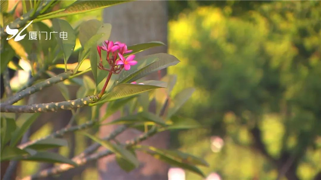 火力全开!厦门这个区全面爆发!——九房网 火力全开!厦门这个区全面爆发!——九房网