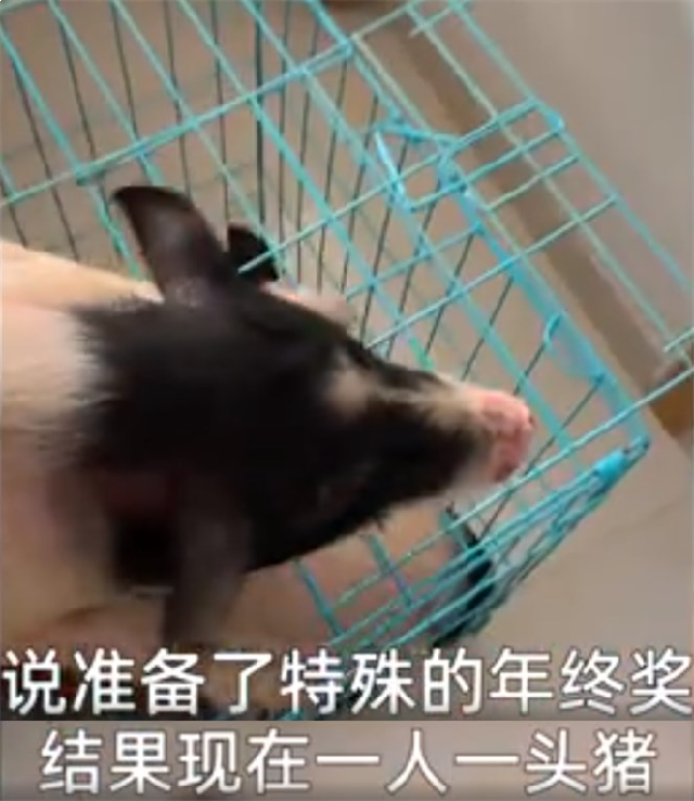 真敢吹!厦门平均年终奖13万?!网友:买房顶多买个厕所!——九房网 真敢吹!厦门平均年终奖13万?!网友:买房顶多买个厕所!——九房网