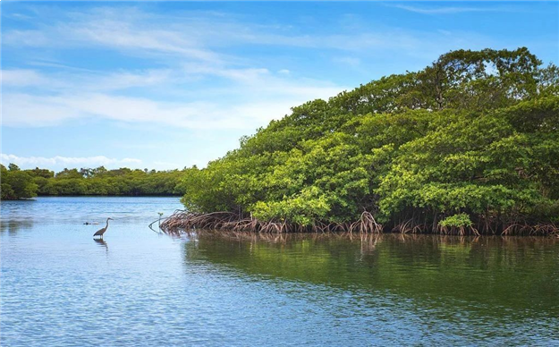 这里推窗即可瞰海，悦享6300亩红树林鲜氧生活——九房网