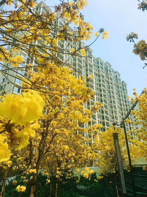 厦门房产,厦门房地产,厦门新房,九房网,厦门房产 厦门房产,厦门房地产,厦门新房,九房网,厦门房产