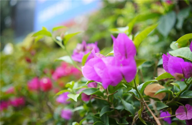 厦门房产,厦门房地产,厦门新房,九房网,厦门房产