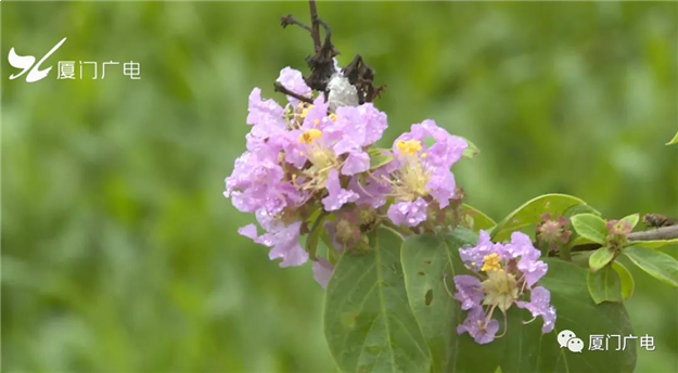 厦门房产,厦门房地产,厦门新房,九房网,厦门房产