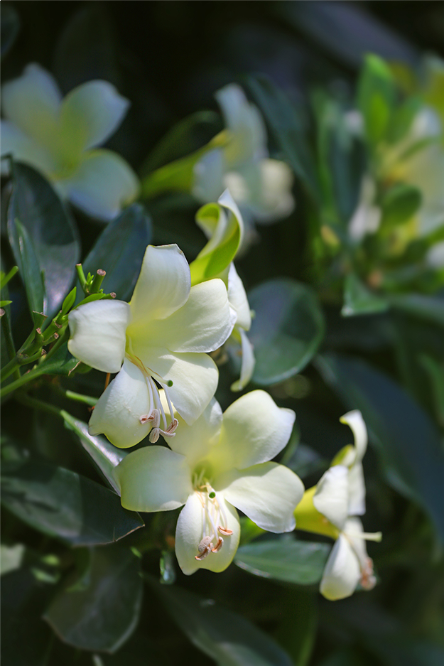 厦门房产,厦门房地产,厦门新房,九房网,厦门房产 厦门房产,厦门房地产,厦门新房,九房网,厦门房产