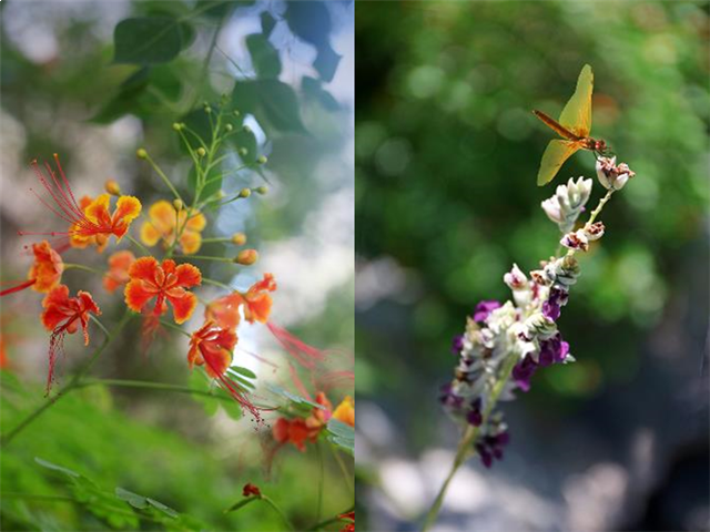 景粼洋房 | 堪比住在景区里,是种什么体验?——九房网 景粼洋房 | 堪比住在景区里,是种什么体验?——九房网