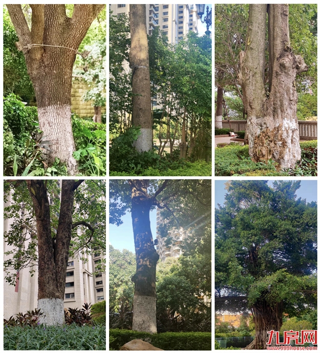 厦门,唯一一个被妖魔化的顶级豪宅 | 中篇——九房网 厦门,唯一一个被妖魔化的顶级豪宅 | 中篇——九房网