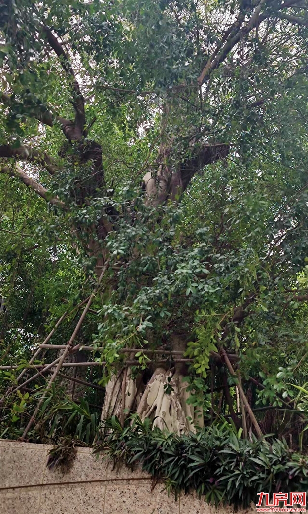 厦门,唯一一个被妖魔化的顶级豪宅 | 中篇——九房网 厦门,唯一一个被妖魔化的顶级豪宅 | 中篇——九房网