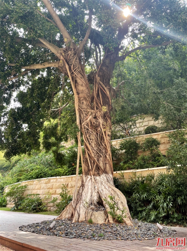 厦门,唯一一个被妖魔化的顶级豪宅 | 中篇——九房网 厦门,唯一一个被妖魔化的顶级豪宅 | 中篇——九房网