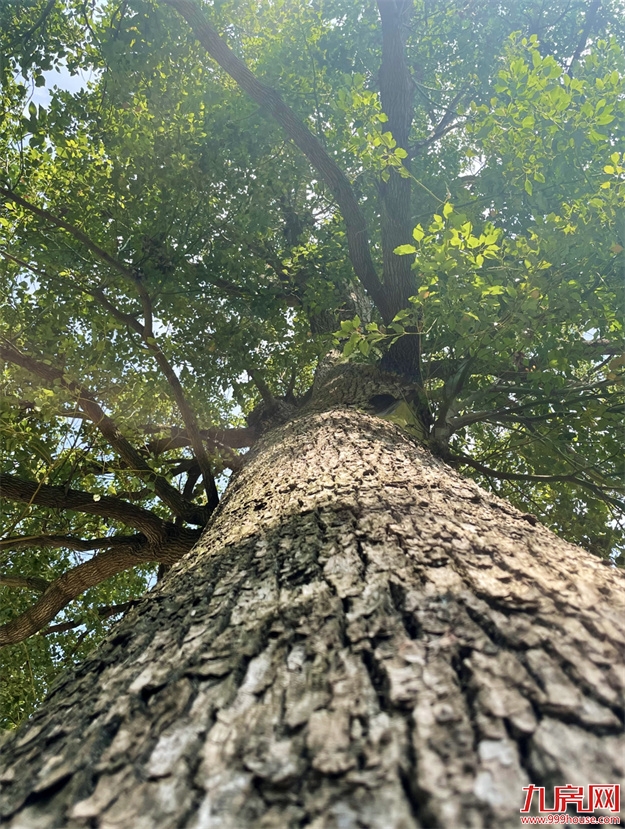 厦门,唯一一个被妖魔化的顶级豪宅 | 中篇——九房网 厦门,唯一一个被妖魔化的顶级豪宅 | 中篇——九房网