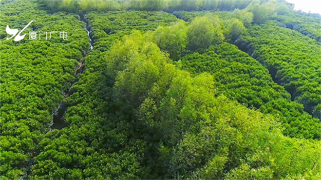 最后一栋，耀世而来|顶流红盘收官之战即将打响！——九房网