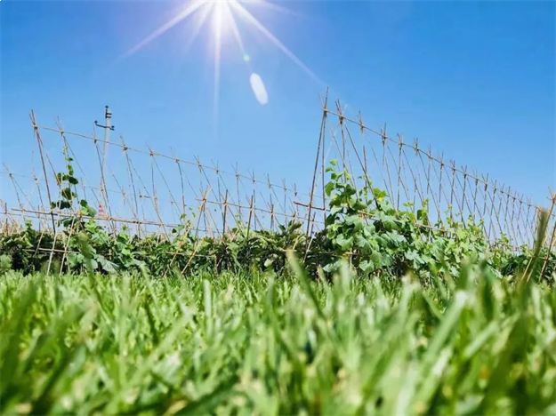 百余全国主流媒体齐聚桃李春风，探寻美好生活原点——九房网