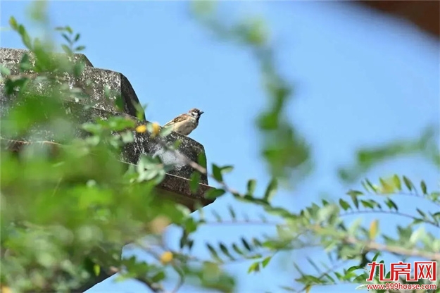 厦门房产,厦门房地产,厦门新房,九房网,厦门房产 厦门房产,厦门房地产,厦门新房,九房网,厦门房产