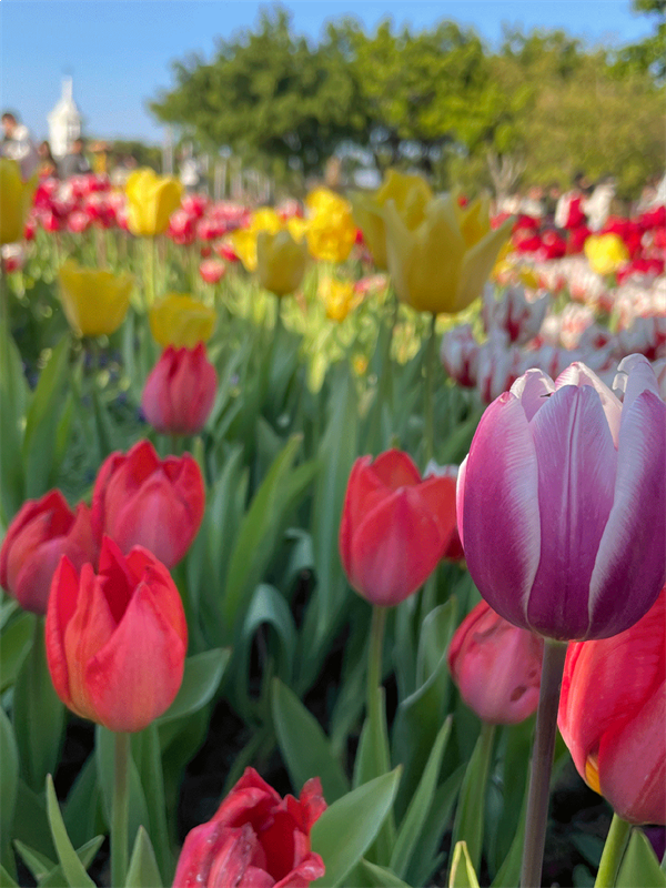 商产文旅过龘年｜厦门园博苑新春嘉年华全攻略， 迎新春，欢乐不停歇！——九房网